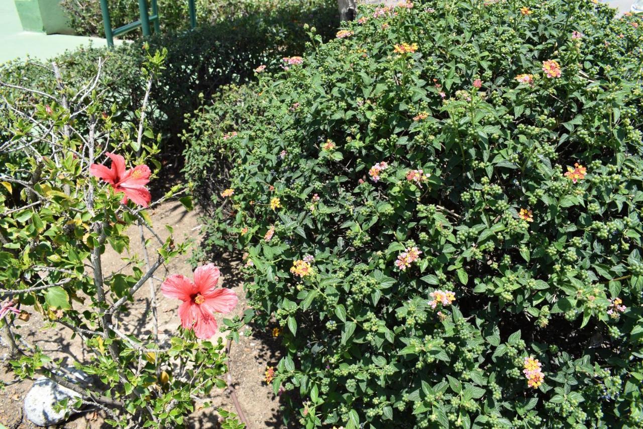 Apartament Fantastic Studio - Beachfront Torrox Zewnętrze zdjęcie